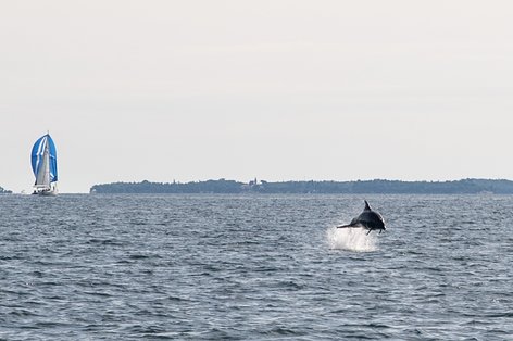 Delfin springt 2